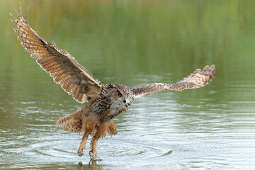 European Eagle Owl (Bubo bubo) flying over a lake in Gelderland in  the Netherlands.       