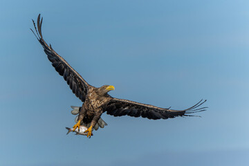 White Tailed Eagle (Haliaeetus albicilla), also known as Eurasian sea eagle and white-tailed sea-eagle. The eagle is fishing in the delta of the river Oder in Poland, Europe.