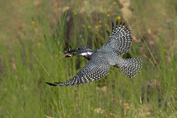Giant Kingfisher (Megaceryle maxima) fishing in the Chobe River in Botswana