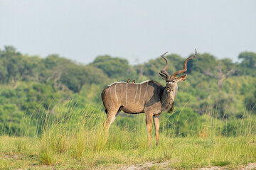 Greater kudu (Tragelaphus strepsiceros)  bull with red billed oxpecker on his back is searching for food on the riverbank in Chobe National Park in Botswana