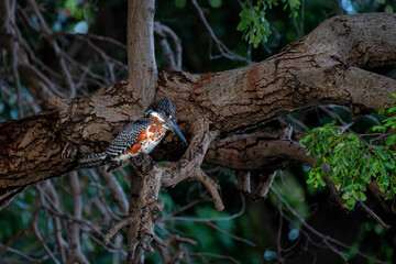 Giant Kingfisher (Megaceryle maxima) fishing in the Chobe River in Botswana