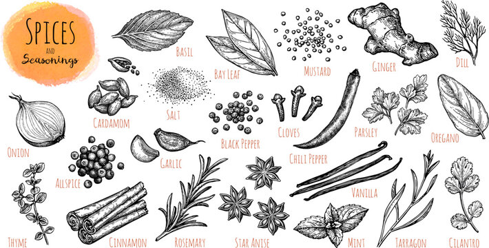 Ink Drawings of Spices and Herbs.