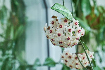 Hoya carnosa, the porcelainflower or wax plant close up, macro with water drops