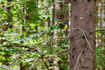 The grey wagtail (Motacilla cinerea among the tree branches singing