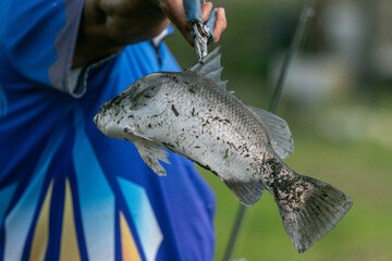 Lure fishing for Asian sea bass or Barramundi