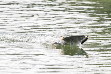 Lure fishing for Asian sea bass or Barramundi