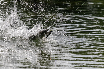 Lure fishing for Asian sea bass or Barramundi