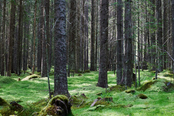 Lights and shadows falling on a carpet of moss in the forest among the tree trunks © Ovidiu