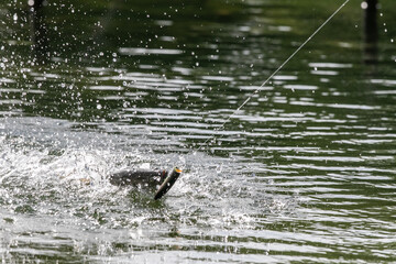 Lure fishing for Asian sea bass or Barramundi