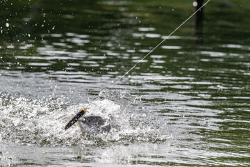 Lure fishing for Asian sea bass or Barramundi