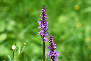 Dactylorhiza maculata, known as the heath spotted-orchid or moorland spotted orchid close up, macro...