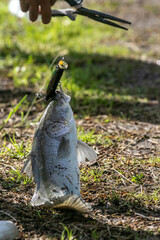 Lure fishing for Asian sea bass or Barramundi
