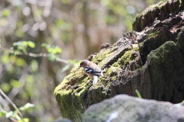 Bird on a tree stump