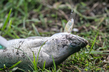 Lure fishing for Asian sea bass or Barramundi