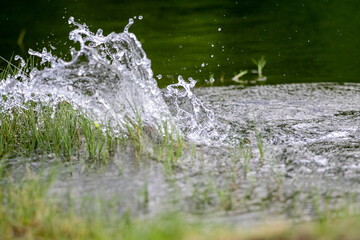The water surface is broken by the action of the sea bass attacking the lure