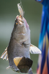 Angler with a beautiful sea bass