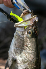 Anglers use pliers to remove hook from mouth of large asian sea bass or Barramundi