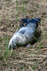 Lure fishing for Asian sea bass or Barramundi