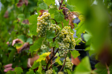Vendanges en cours de réalisation par des hommes et femmes