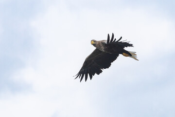 The white tailed eagle in a natural habitat.