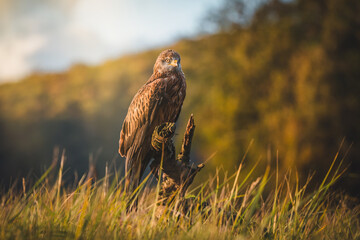 Red kite (Milvus milvus) sitting on dry branch on ground. Red kite portrait in sunny day.