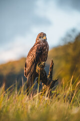 Red kite (Milvus milvus) sitting on dry branch on ground. Red kite portrait in sunny day.