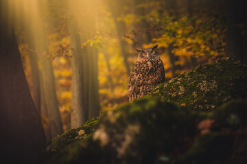 Eurasian eagle-owl (Bubo Bubo) in forest. Eurasian eagle owl sitting on ground. Owl portrait.