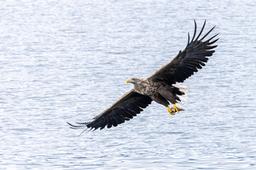 The white tailed eagle in a natural habitat.