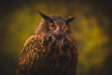 Eurasian eagle-owl (Bubo Bubo) in forest. Eurasian eagle owl sitting on ground. Owl portrait.