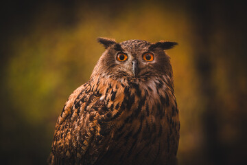 Eurasian eagle-owl (Bubo Bubo) in forest. Eurasian eagle owl sitting on ground. Owl portrait.