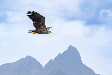 The white tailed eagle in a natural habitat.
