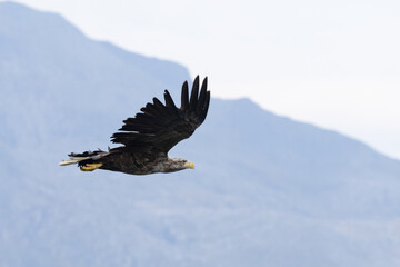 The white tailed eagle in a natural habitat.