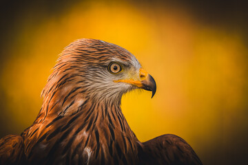 Red kite (Milvus milvus) portrait in sunny day. Blurred background.