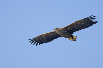 The white tailed eagle in a natural habitat.