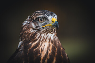 Red kite (Milvus milvus) portrait in sunny day. Blurred background.