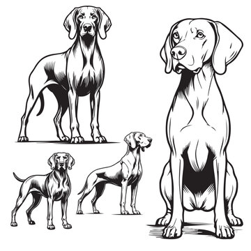 Weimaraner dogs are sitting Silhouette vector on White Background, Weimaraner Dog sitting Pose Silhouette
