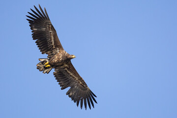 The white tailed eagle in a natural habitat.