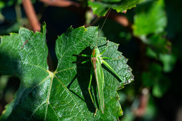 Vendanges en cours de réalisation par des hommes et femmes