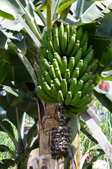 Obraz premium Green bananas on a palm tree. Close-up. Madeira. Portugal.