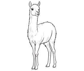 Alpaca silhouette vector, llama line art vector, animal vector