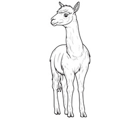 Alpaca silhouette vector, llama line art vector, animal vector