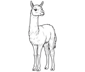 Alpaca silhouette vector, llama line art vector, animal vector