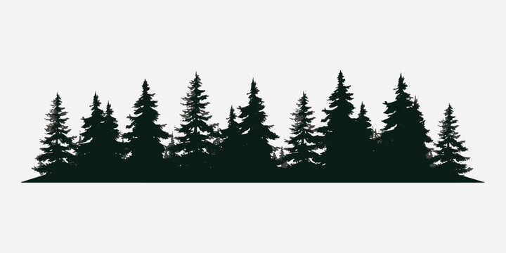 Silhouette forest evergreen trees nature