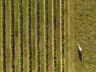 Vigne et vache isolée