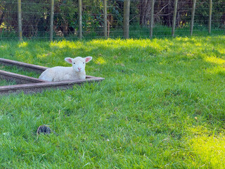 Sheep in a public park in New Zealand. Green grass field on a spring day. Duder Park.