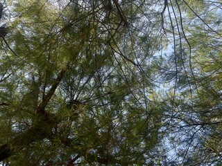 tree in the forest