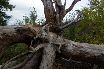 Large root of a dead pine.
