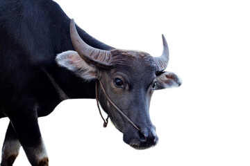 Naklejka premium Thai buffalo