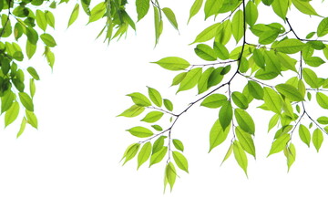 色鮮やかな新緑のクローズアップ　白背景