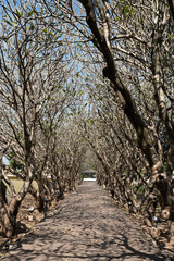 Concrete pathway or footpath covered with branches of bare trees tunnel, Frangipani tree arch located in National museum, Tourist attractions of Nan Province, Thailand.